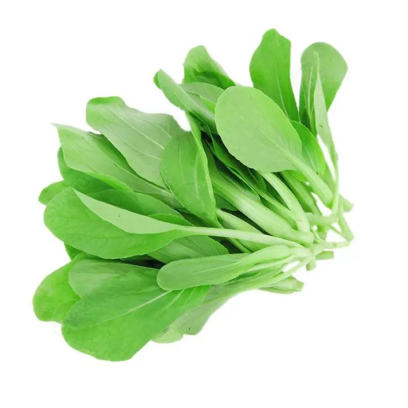 全新鸡毛菜四季种抗热耐寒秋冬季蔬菜小白菜快速生长蔬菜种子