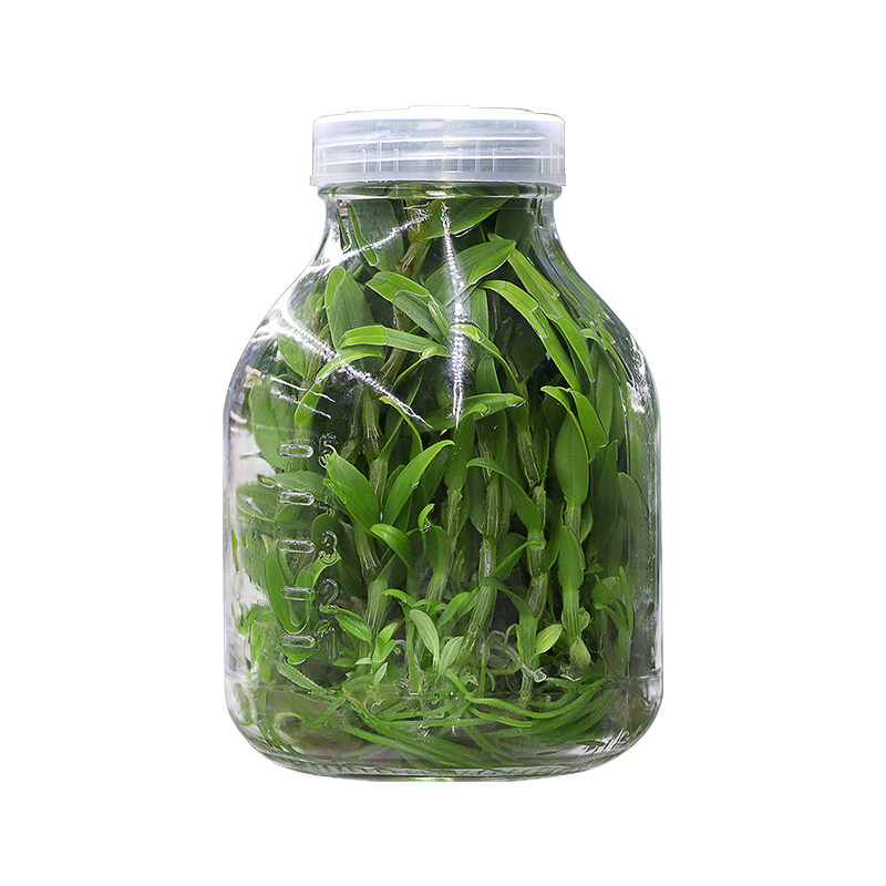 多种无菌组培瓶苗原种苗铁皮石斛金线莲蓝莓甘薯菊花多肉无菌转接