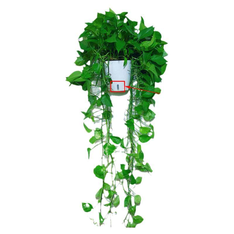 壁挂大叶长藤绿萝盆栽室内办公室挂墙上植物净化水培绿植花卉吊兰