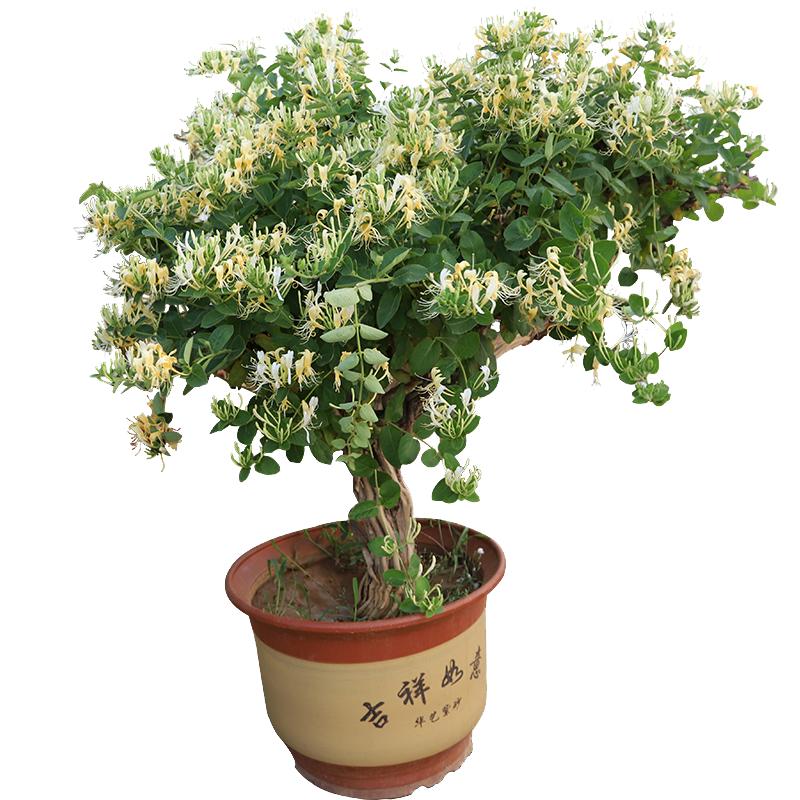 森农哥中药种植药用金花三号四季树形金银花树苗盆栽爬藤小苗食用