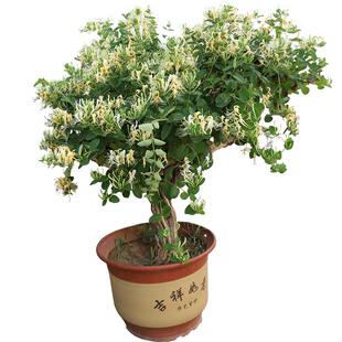 森农哥中药种植药用金花三号四季树形金银花树苗盆栽爬藤小苗食用