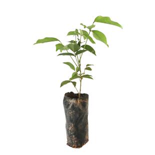 广西中小叶牛大力种苗猪脚笠金钟根山莲藕吊金钟大力薯苗带土包邮