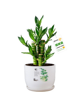 金榜题名富贵竹荷花竹文昌竹5支