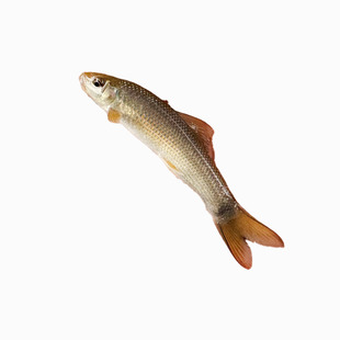 青龙棒鱼苗淡水养殖华鲮鱼油棒子食用可观赏沉香鱼原生溪流棒子鱼