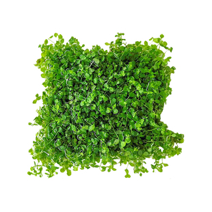 爬地趴地矮珍珠网片定植真水草鱼缸懒人造景活体淡水植物前景草坪