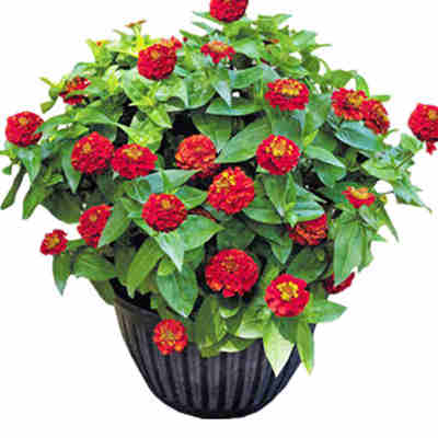 60种组合花卉种子混色四季