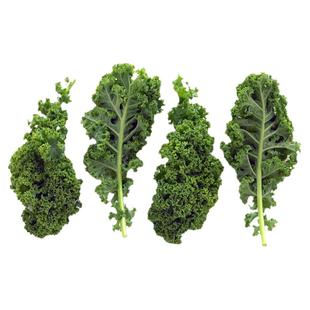 羽衣甘蓝新鲜蔬菜嫩叶甘兰纤体果蔬榨汁轻食食材西餐沙拉蔬菜kale