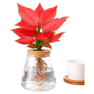 铂金钻水培植物吉利红小盆栽万年青桌面办公室绿植摆件高级感客厅