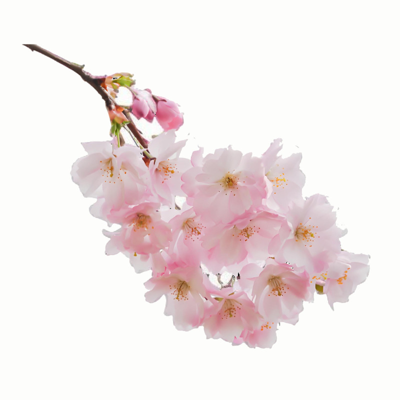 樱花种子盆栽地栽花卉种子