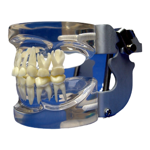 ENOVO颐诺儿童乳牙列模型儿童口腔教学展示模型牙科牙齿模型口腔医生教学牙体解剖医师培训儿童口腔学教具