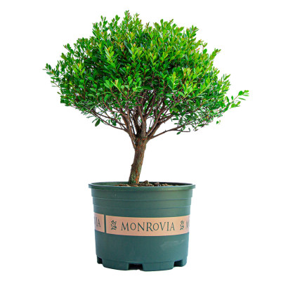 阳台四季老桩盆景植物盆栽