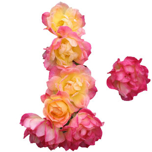 特价秒杀优质老练好苗情月季花系列果汁新手盆栽微月爬藤灌木浓香