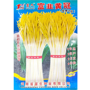 韭黄种子种籽黄韭蔬菜苗四季根盆栽菜籽菜种籽种南方种韭菜根苗