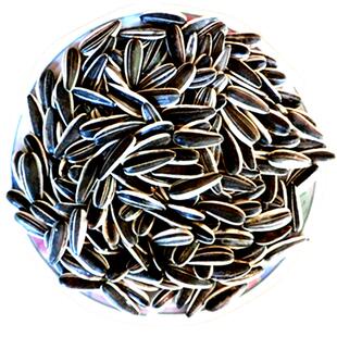 生瓜子 内蒙古生葵花籽新货大颗粒炒原味熟瓜子葵花子新鲜散装5斤