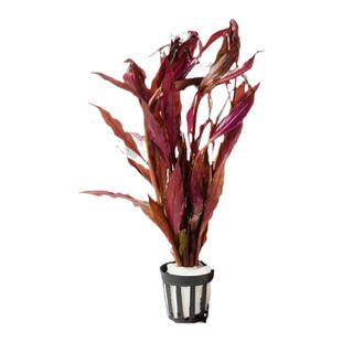 水草植物鱼缸水草造景活净水真草水榕草缸绿植阴性蜈蚣草鱼草新手