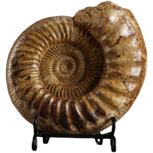 海螺化石大号菊石古生物螺化石标本玄关装饰摆件菊螺原石科普教学