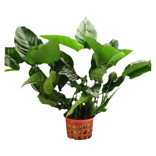 水榕水草鱼缸造景活体植物大水榕水草种子沉木阴性有茎类水草巴榕