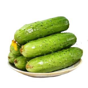 东北旱黄瓜青黄瓜水果黄瓜新鲜现摘水果黄瓜生吃当季整箱