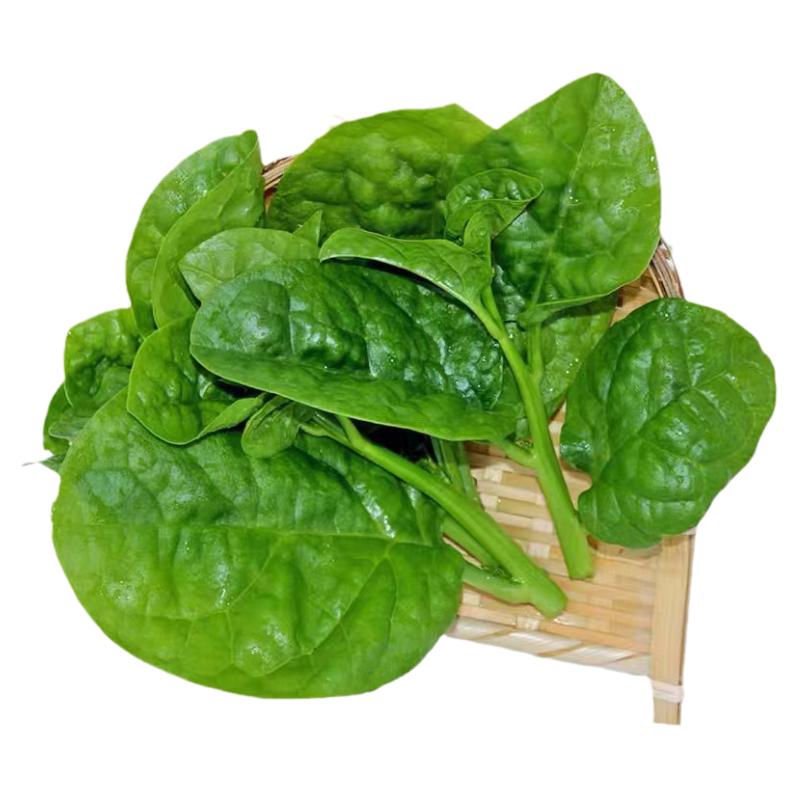 山东圆叶特大叶大木耳菜苗秧苗肥厚高产爬藤豆腐菜苗四季蔬菜苗