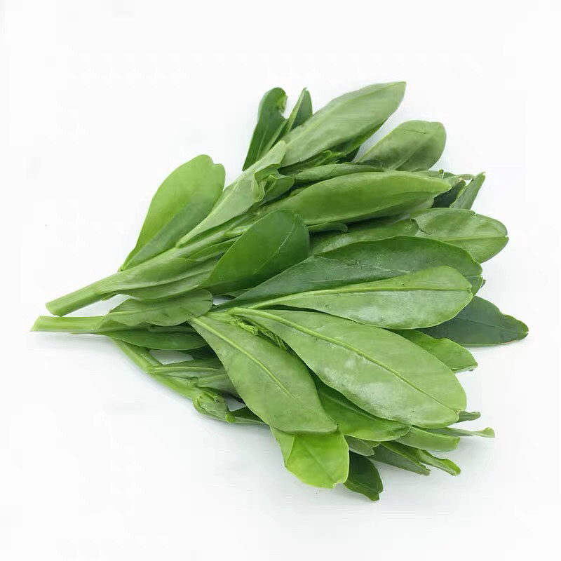 新鲜人参叶上汤火锅特色四季野菜