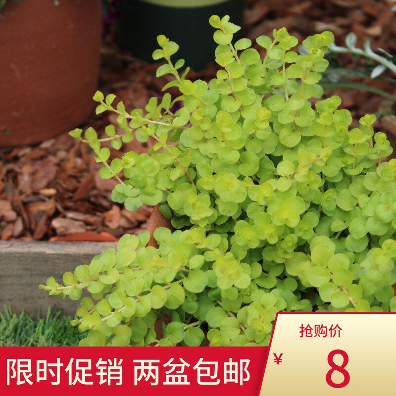 黄金串吊兰金叶过路黄垂钓植物沼泽挺水植物 四季常青地被苗包邮