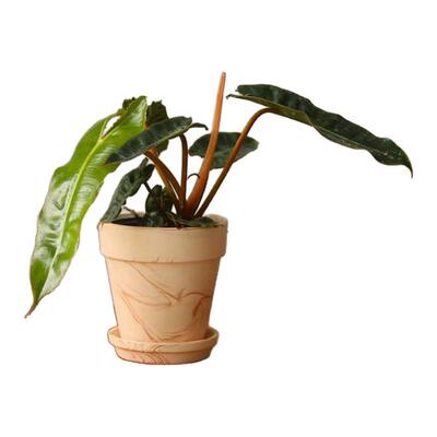 橙柄蔓绿绒热植盆栽高级植物