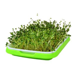 健康蔬菜种子无土栽培芽苗菜种子 大全萝卜芽苗菜油菜豆苗芽菜