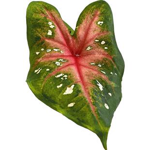 趣植宇宙甜心彩叶芋种球大球阳台绿植室内盆栽耐热植多年生球根
