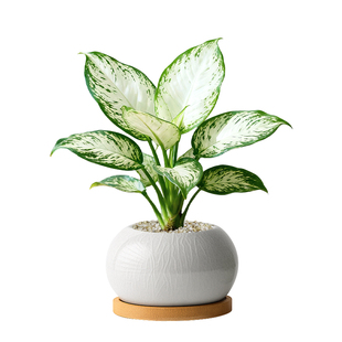 白如意绿植万年青盆栽高级精品好养四季植物花卉室内桌面招财盆景