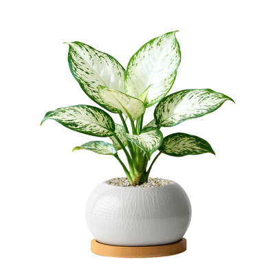 不会白如意！超级好养的桌面盆栽