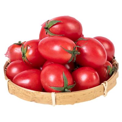 圣女果番茄种子老品种沙瓤水果型