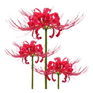 海蒂的花园石蒜彼岸花曼珠沙华阳台庭院好养多年生球根花卉种球