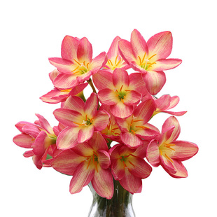 重瓣风雨兰种球胖丽丽球根花苗葱兰韭兰绿化庭院阳台盆栽四季开花