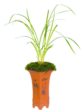 兰草剑阳蝶兰花盆栽植物