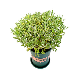 芙蓉菊盆栽雪艾老桩银香菊盆景绿植花卉阳台庭院木本花卉