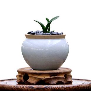 翁源兰花喜花里高端墨兰矮种奇叶珍珠龙开花浓香好养室内桌面盆栽