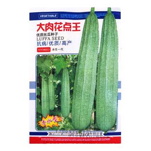 大花点棱丝瓜种子春季四季阳台盆栽蔬菜超长丝瓜庭院爬藤菜种籽孑