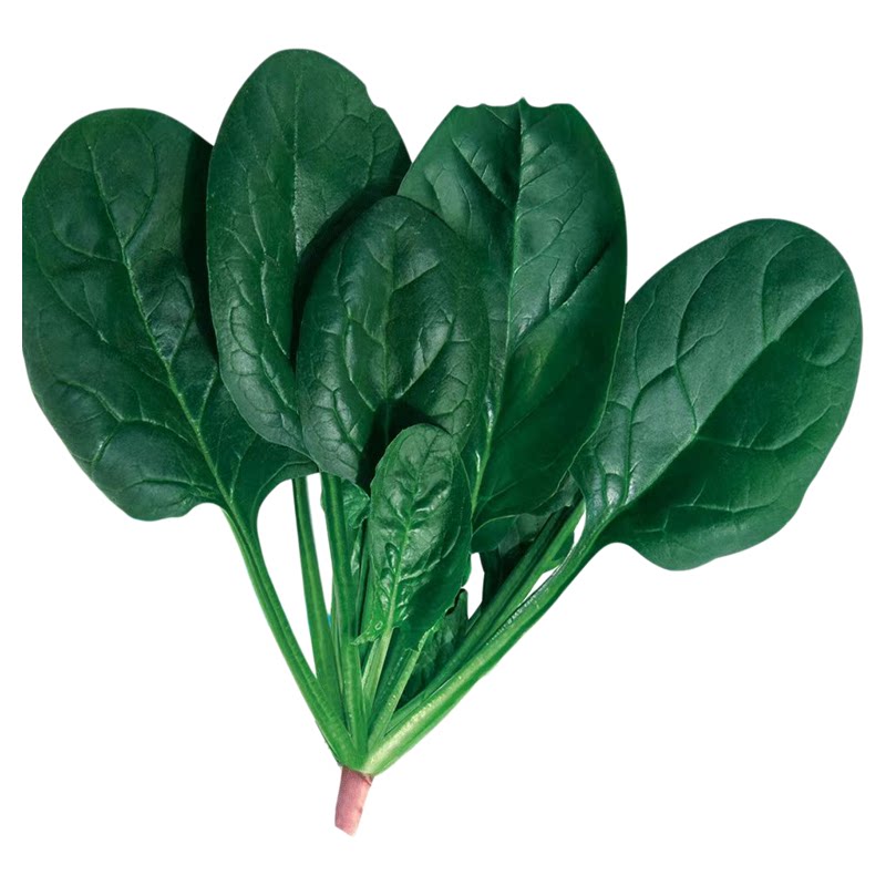 乡村四季菠菜种子波菜种籽大全菠菜种籽秋冬四季农家菠菜籽老品种