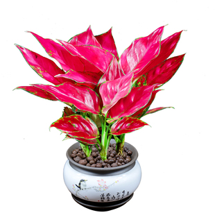 吉利红盆栽富贵红办公室内花卉客厅四季好养植物开业送礼桌面绿植