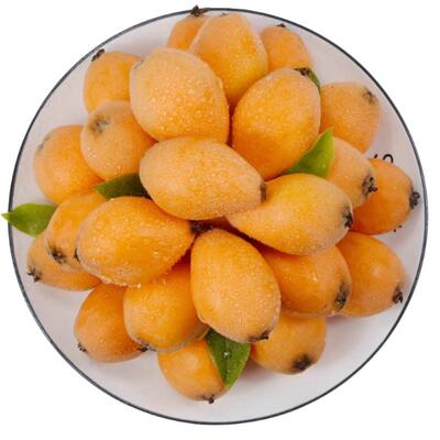 福建特产丨云霄甜枇杷产地直发