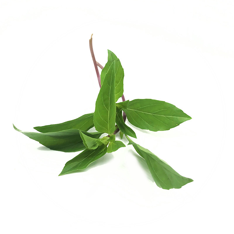 新鲜九层塔叶 金不换 鱼香草 三杯鸡冬阴功香料100g 江浙沪皖包邮