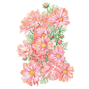 天竺少女波斯菊种子Apricotta杏色渐变格桑花籽阳台盆栽易种春播