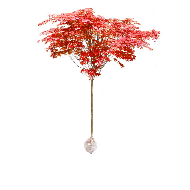 中国红枫别墅庭院地栽种植树苗