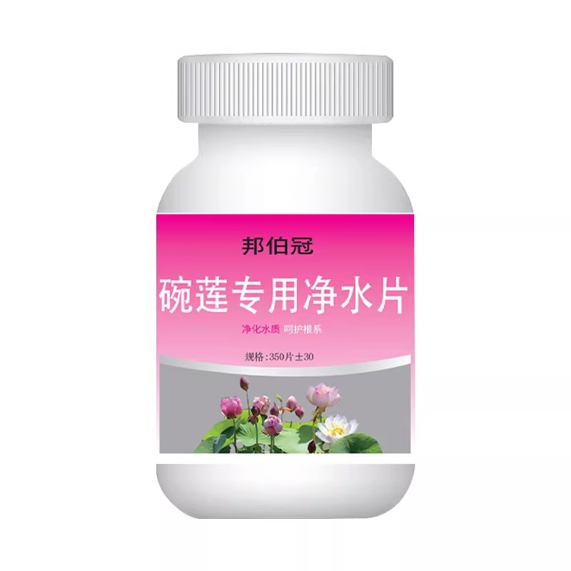 碗莲净水片芽开花绿植通用