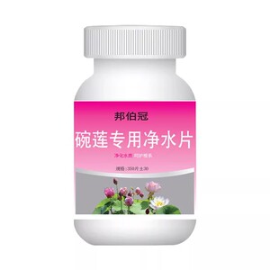 碗莲净水片芽开花绿植通用