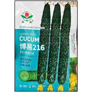 博易216青黄瓜种子孑籽杂交高产胡瓜刺王勤青唐吊瓜蔬菜天春夏