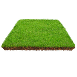 草坪草籽四季常青护坡固土狗牙根地毯草种子庭院绿化黑麦草种籽孑