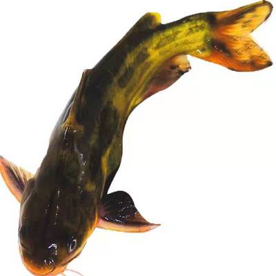 黄骨鱼苗黄颡鱼昂刺鱼鱼苗汪丁