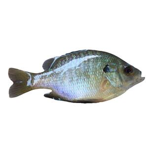 蓝鳃太阳鱼苗金边杂交活体淡水鱼塘养殖鱼苗观赏鱼凶猛食用小鱼苗