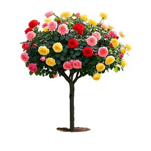 多色棒棒糖树桩月季花苗开花室外庭院月季花卉植物盆栽玫瑰花树苗
